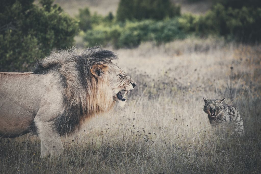 Lion or cat